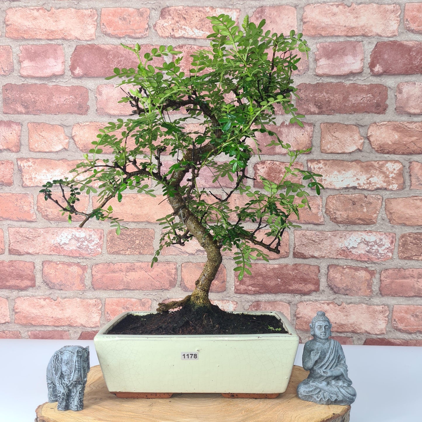 Clearance: Chinese Pepper (Zanthoxylum Pipertum) Bonsai Tree | Shaped | In 25cm Pot
