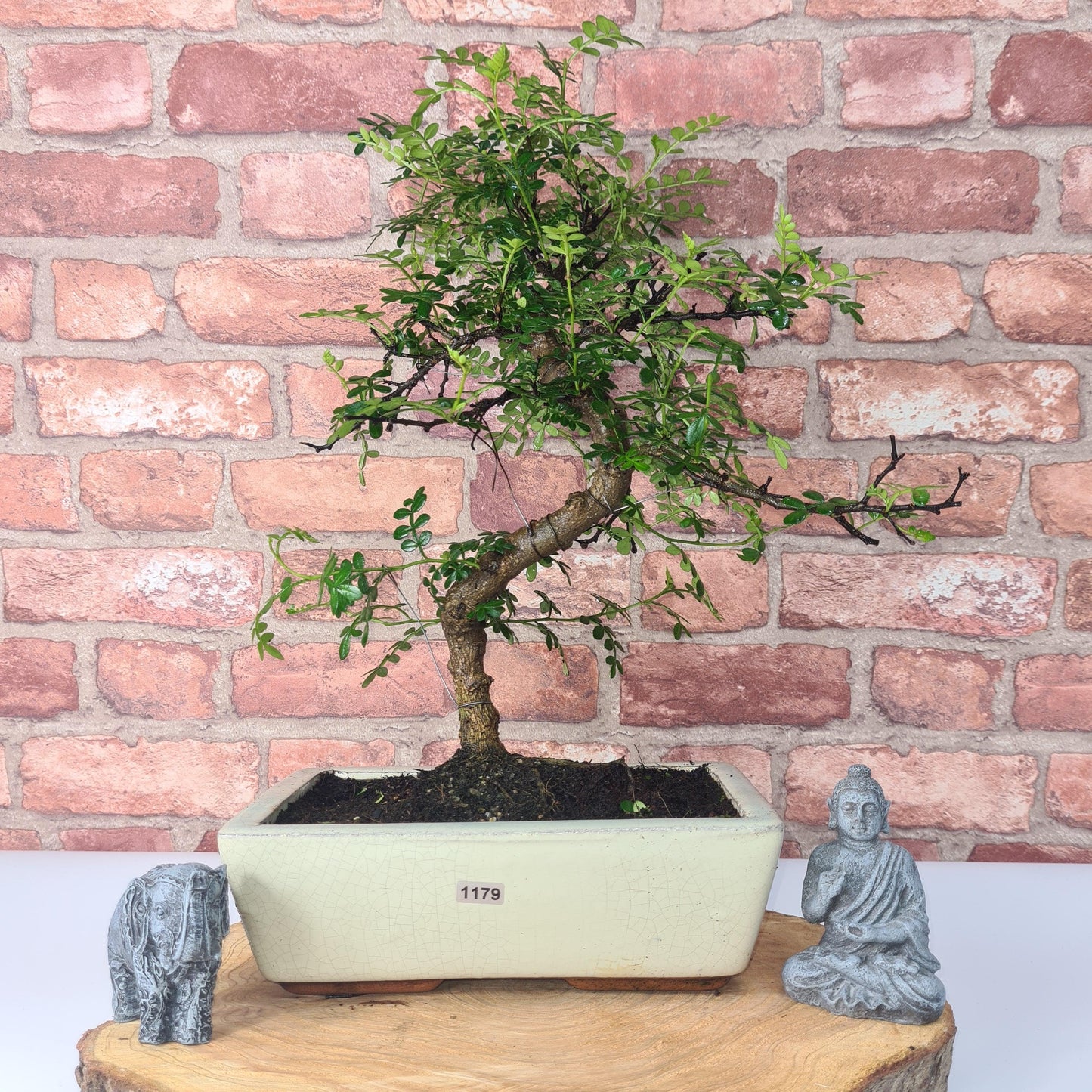 Clearance: Chinese Pepper (Zanthoxylum Pipertum) Bonsai Tree | Shaped | In 25cm Pot