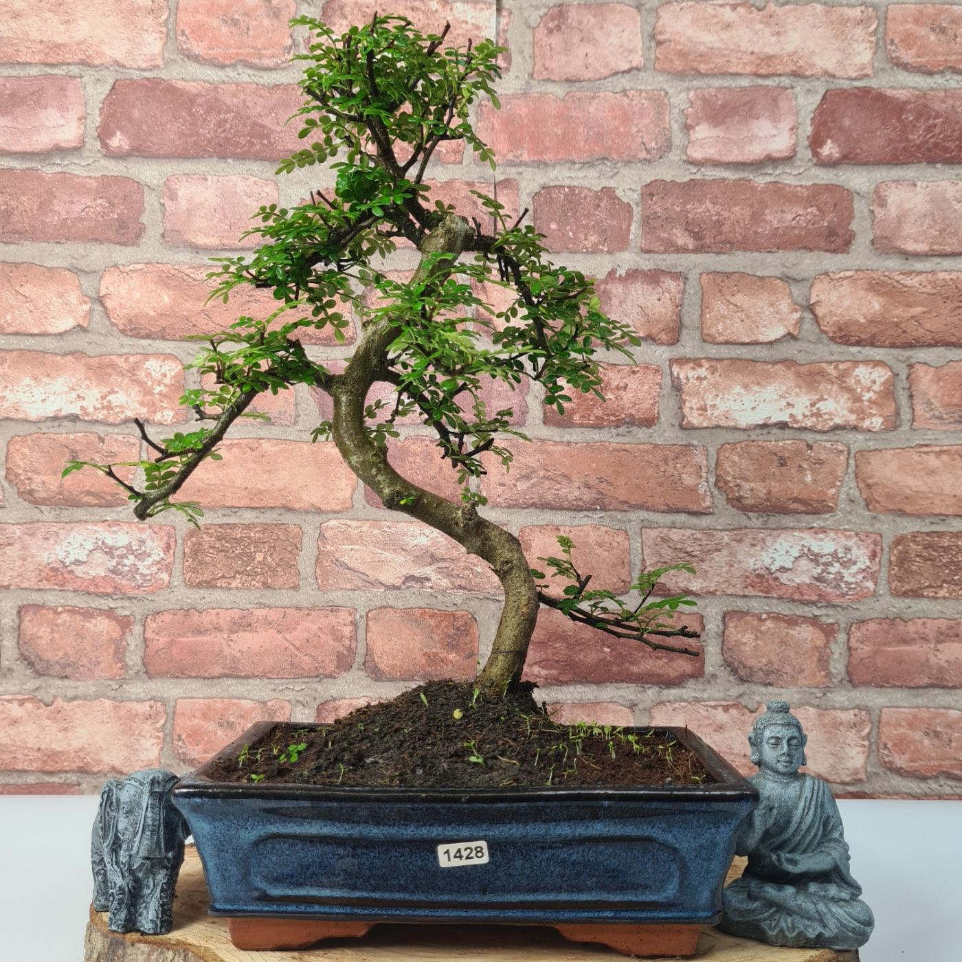 Clearance: Chinese Pepper (Zanthoxylum Pipertum) Bonsai Tree | Shaped | In 25cm Pot