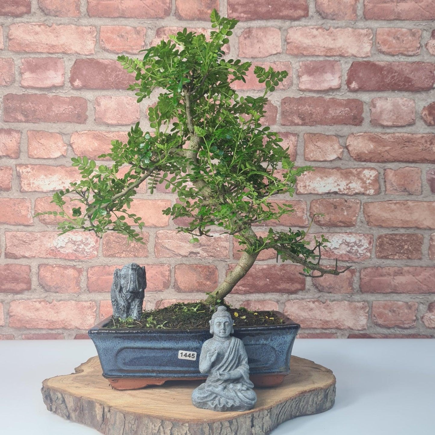 Clearance: Chinese Pepper (Zanthoxylum Pipertum) Bonsai Tree | Shaped | In 25cm Pot