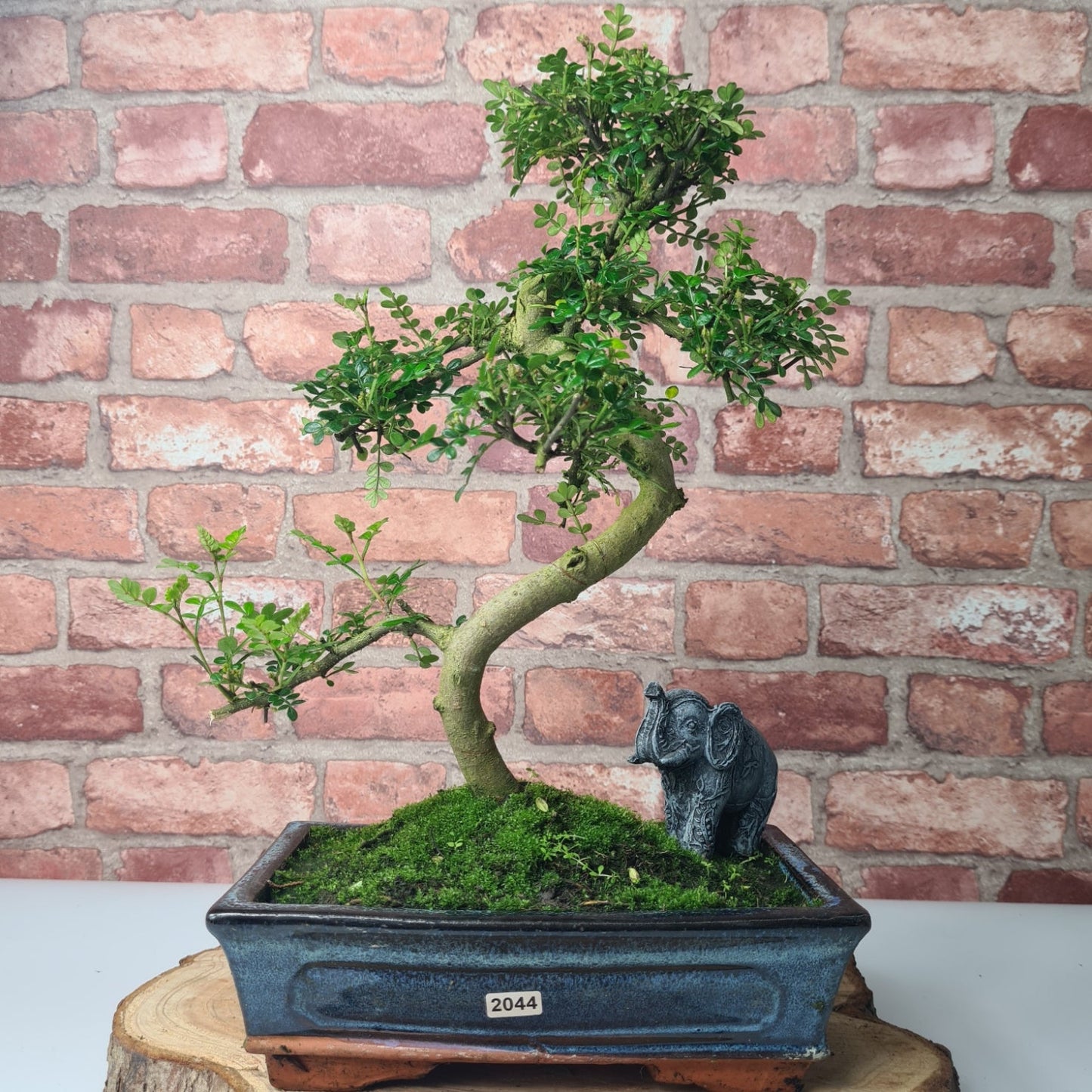 Clearance: Chinese Pepper (Zanthoxylum Pipertum) Bonsai Tree | Shaped | In 25cm Pot