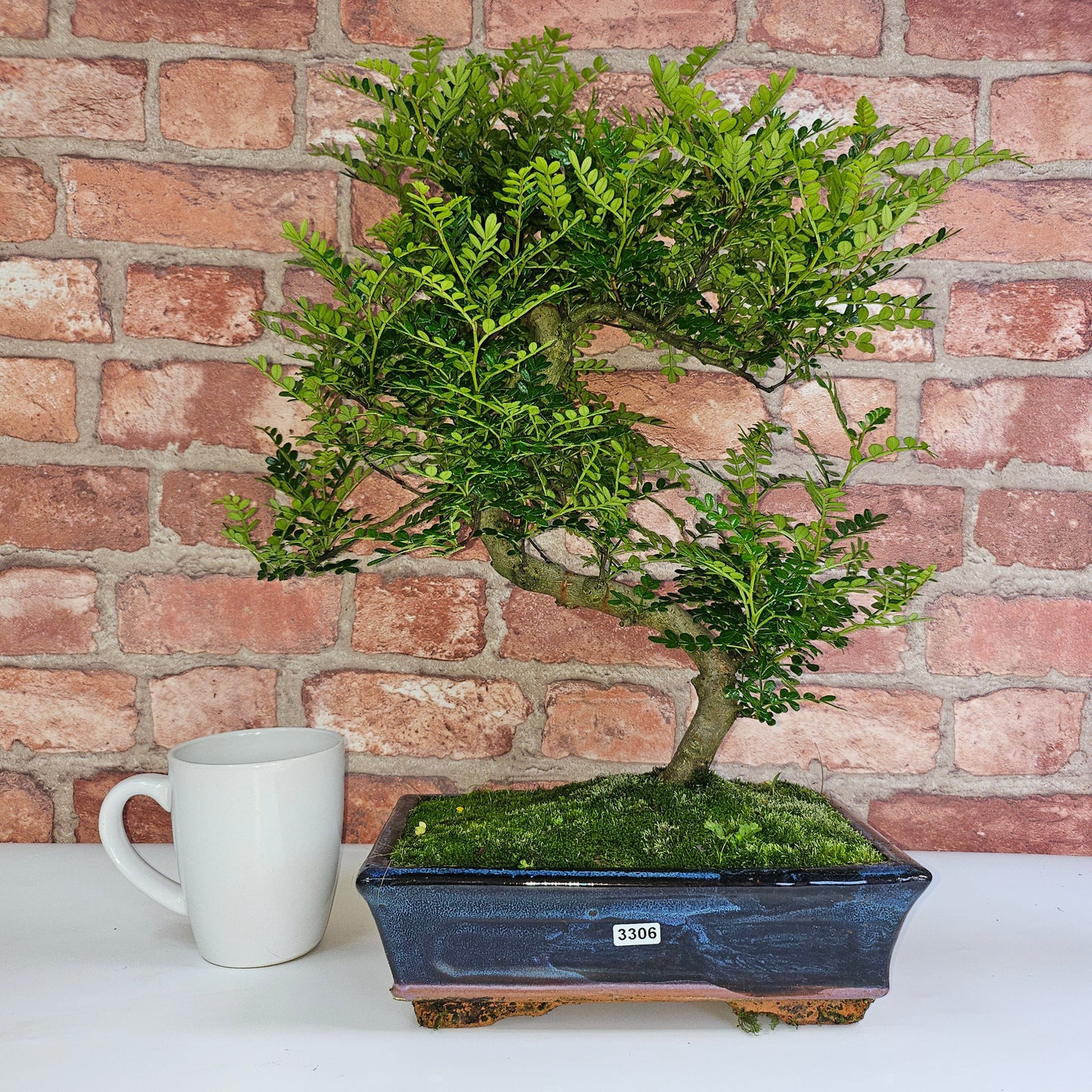 Clearance: Chinese Pepper (Zanthoxylum Pipertum) Bonsai Tree | Shaped | In 25cm Pot