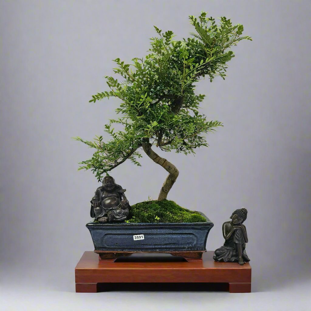 Clearance: Chinese Pepper (Zanthoxylum Pipertum) Bonsai Tree | Shaped | In 25cm Pot