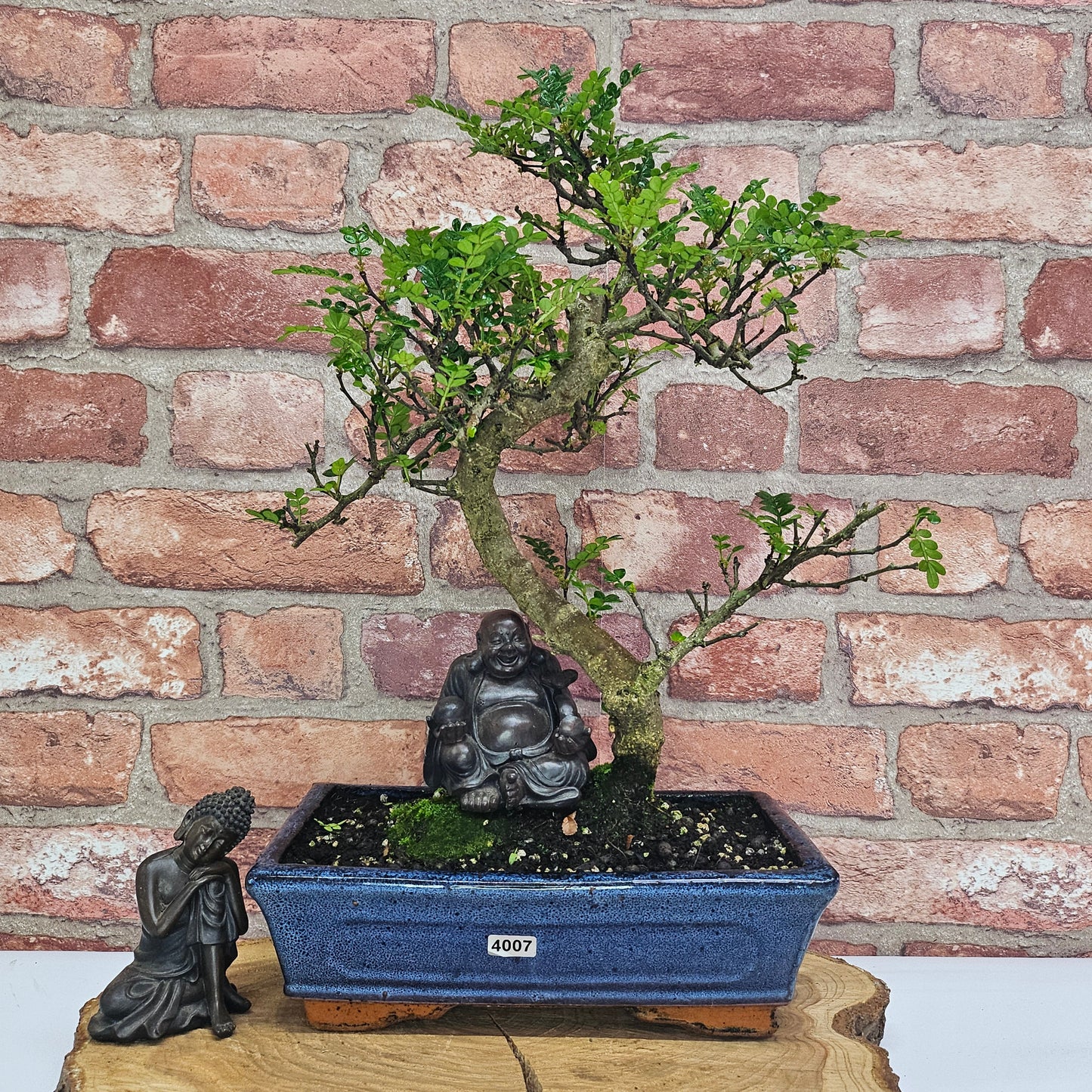 Clearance: Chinese Pepper (Zanthoxylum Pipertum) Bonsai Tree | Shaped | In 25cm Pot