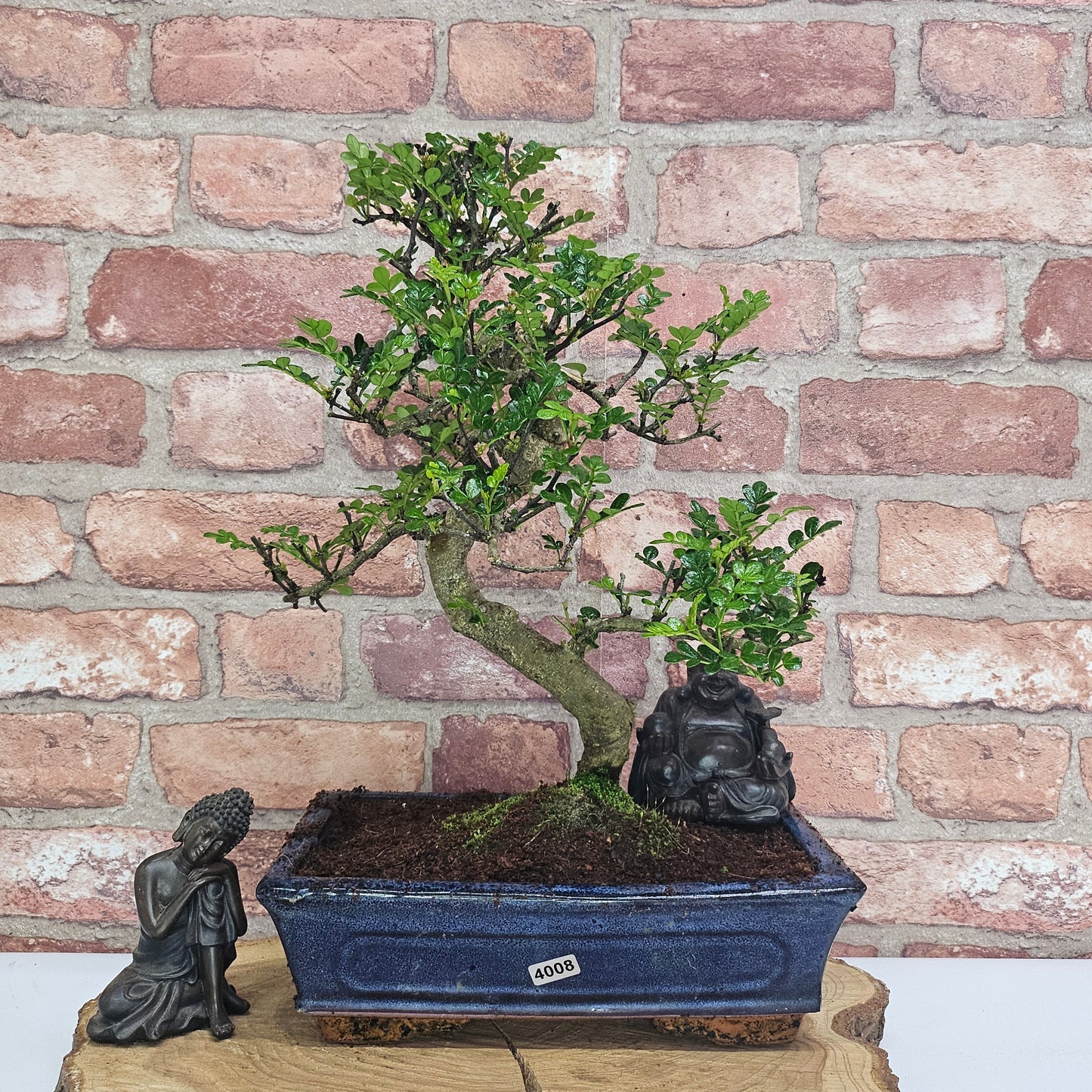 Clearance: Chinese Pepper (Zanthoxylum Pipertum) Bonsai Tree | Shaped | In 25cm Pot