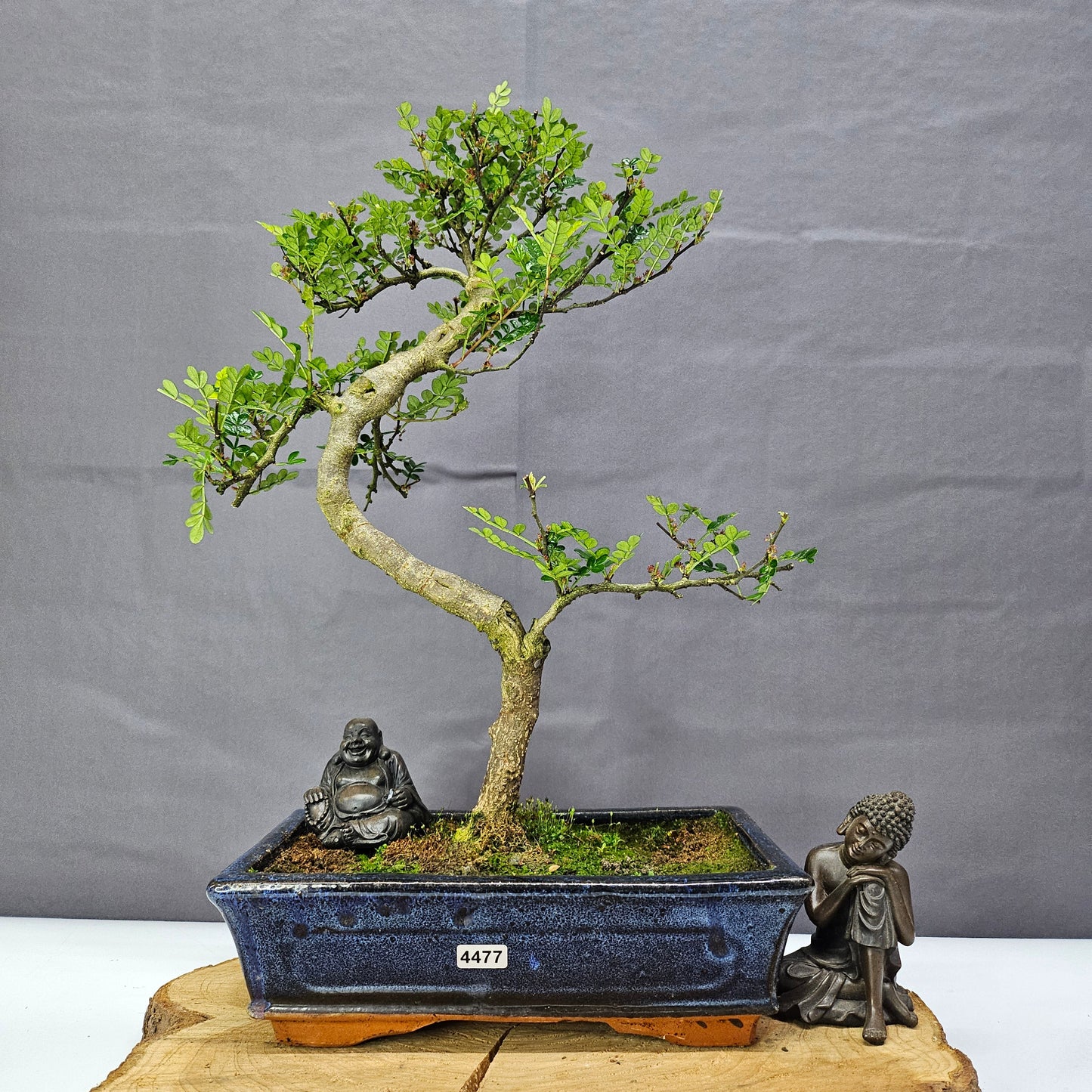 Clearance: Chinese Pepper (Zanthoxylum Pipertum) Bonsai Tree | Shaped | In 25cm Pot
