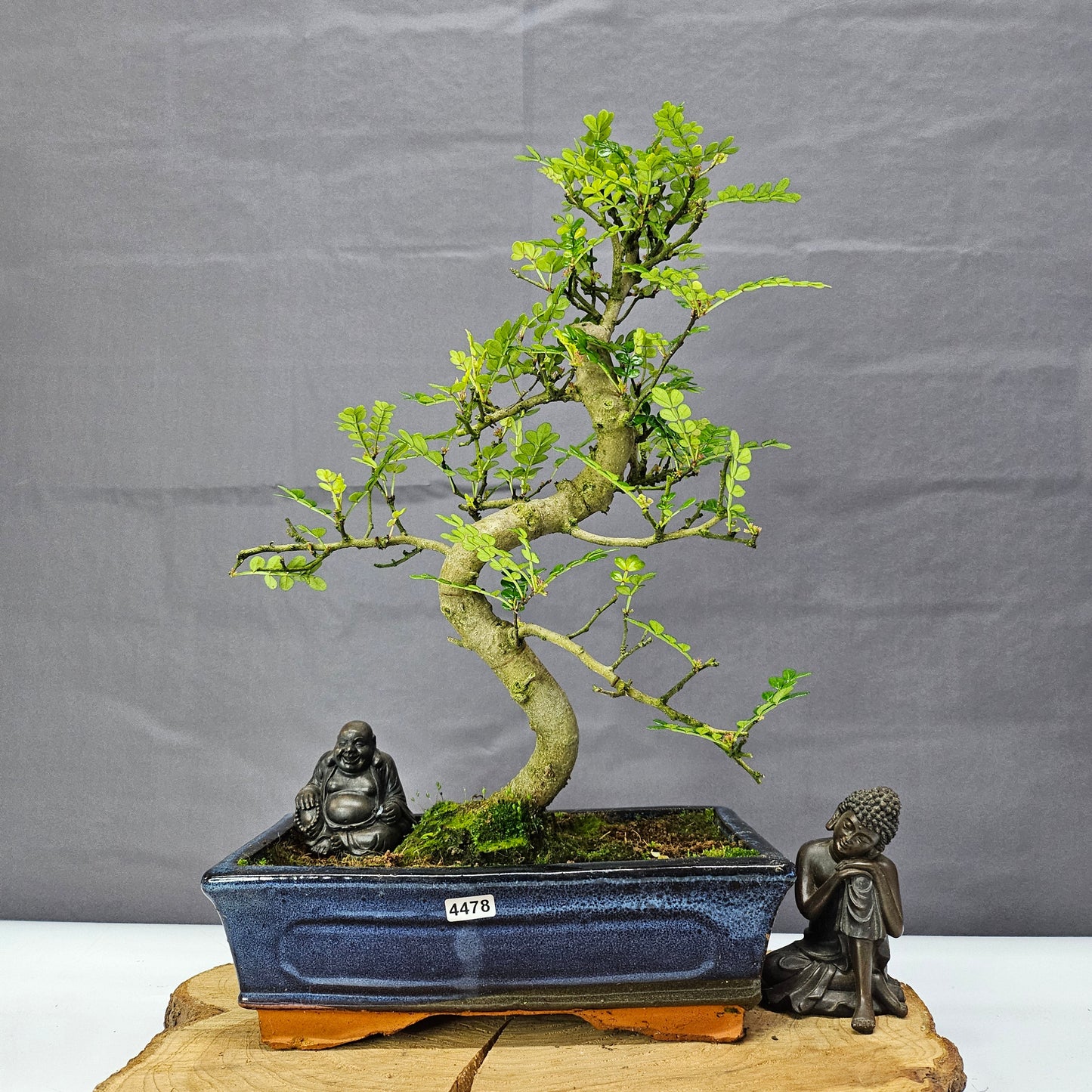 Clearance: Chinese Pepper (Zanthoxylum Pipertum) Bonsai Tree | Shaped | In 25cm Pot