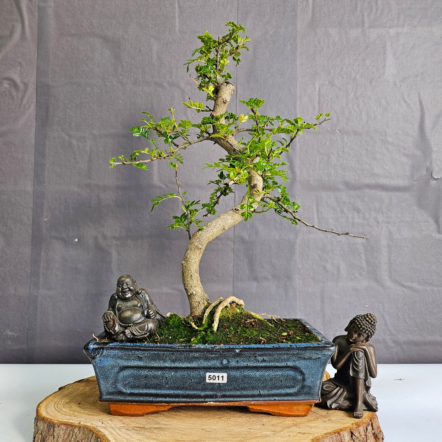 Clearance: Chinese Pepper (Zanthoxylum Pipertum) Bonsai Tree | Shaped | In 25cm Pot
