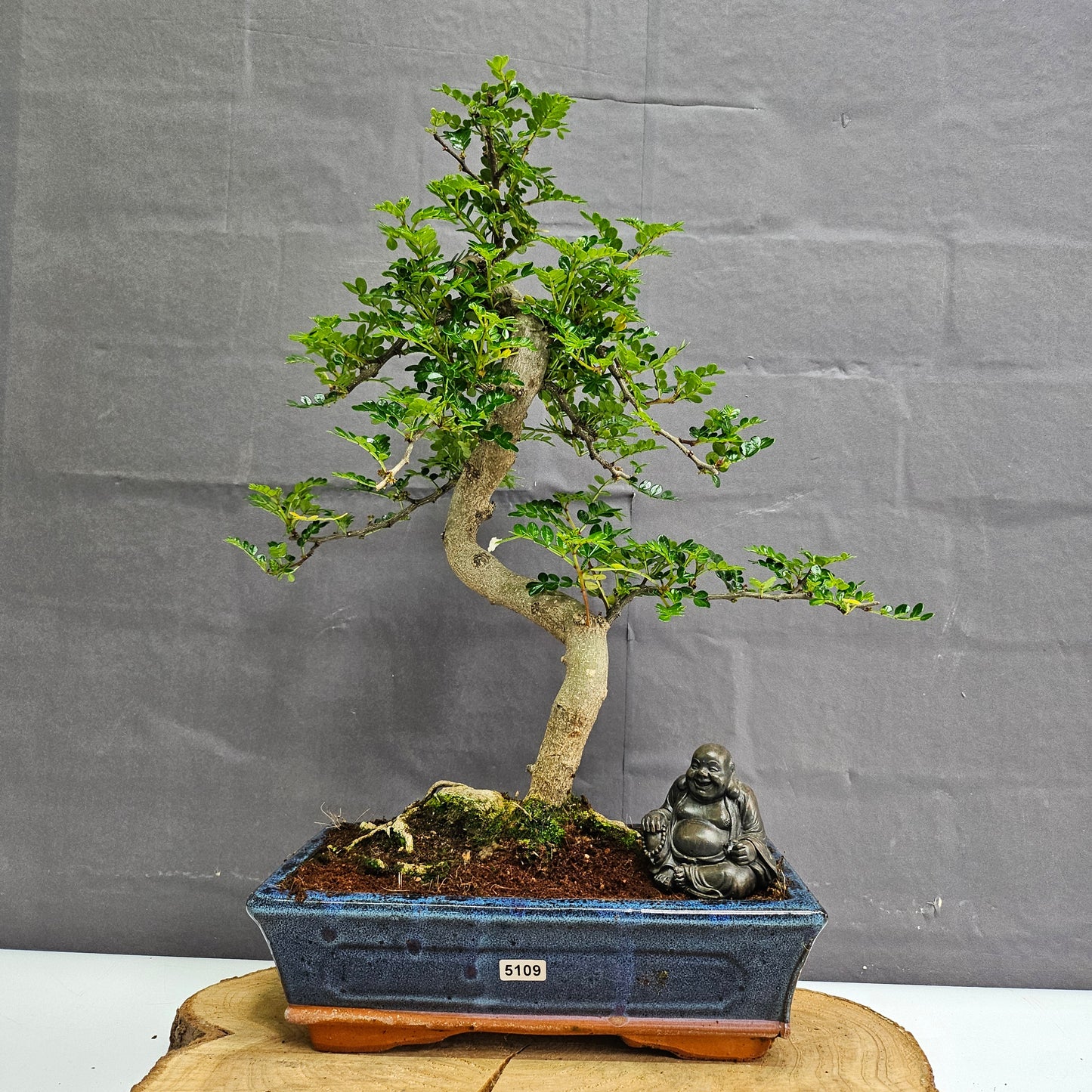 Clearance: Chinese Pepper (Zanthoxylum Pipertum) Bonsai Tree | Shaped | In 25cm Pot