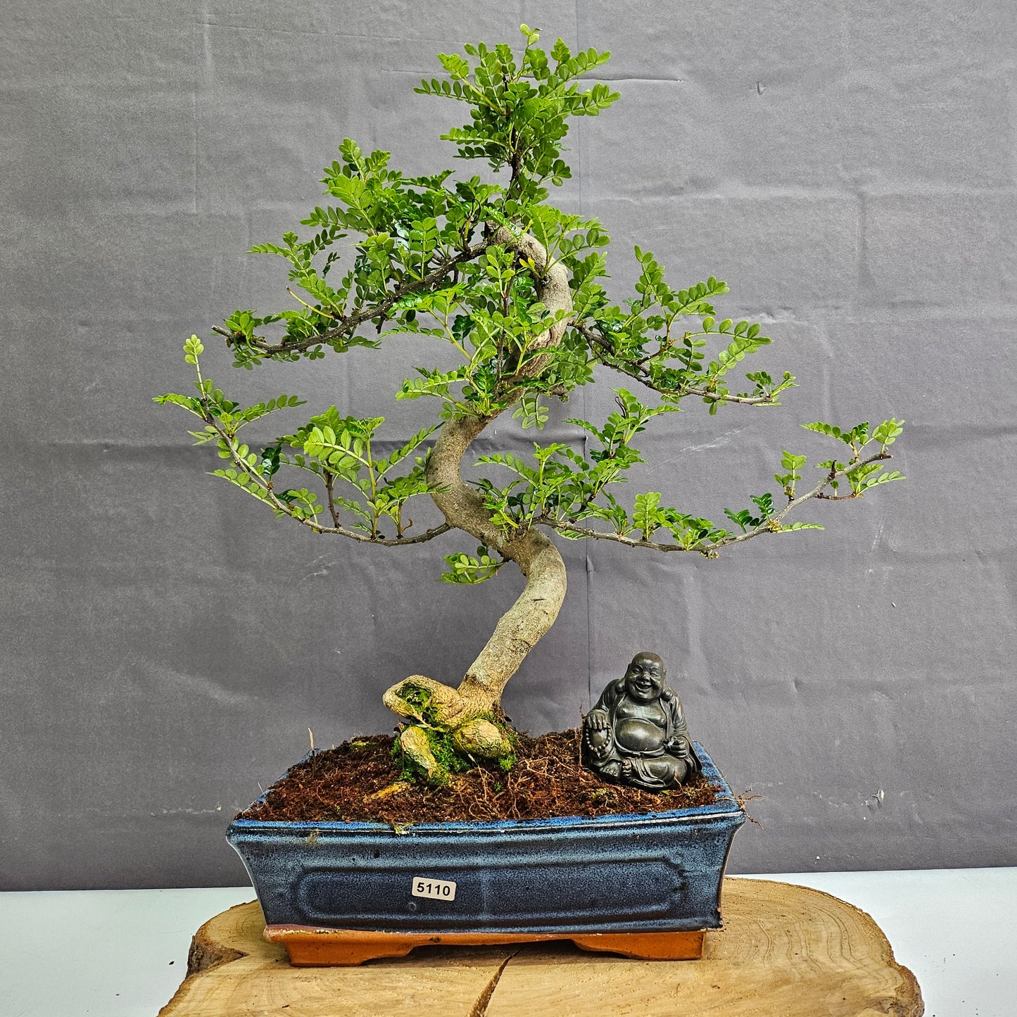 Clearance: Chinese Pepper (Zanthoxylum Pipertum) Bonsai Tree | Shaped | In 25cm Pot