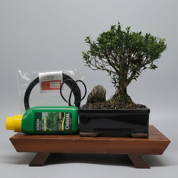 Boxwood (Buxus Harlandii) Premium Bonsai Tree Bundle | Broom | In 16cm Pot – view 2
