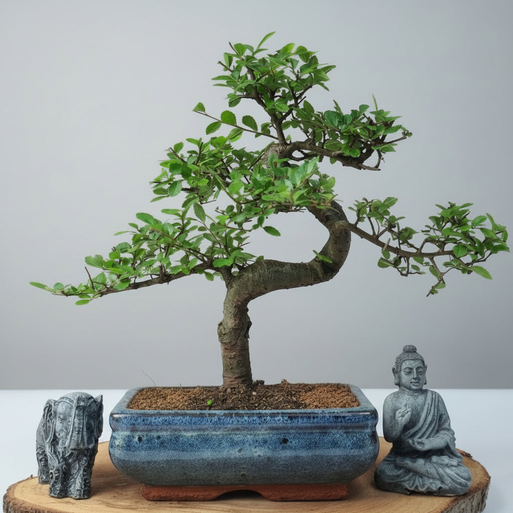 Chinese Elm (Ulmus parvifolia) Bonsai Tree | Shaped | In 20cm Pot – view 7