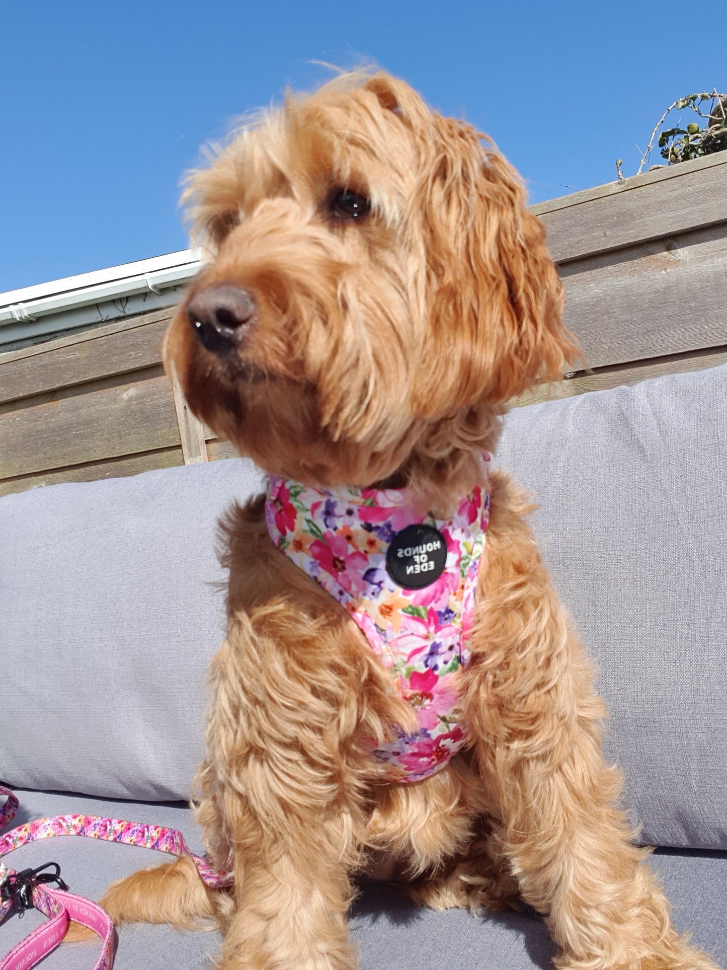 Florentina Dog Harness, Collar & Lead