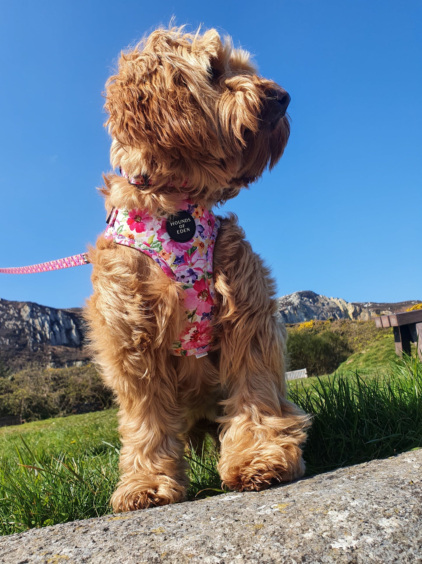 Florentina Dog Harness, Collar & Lead