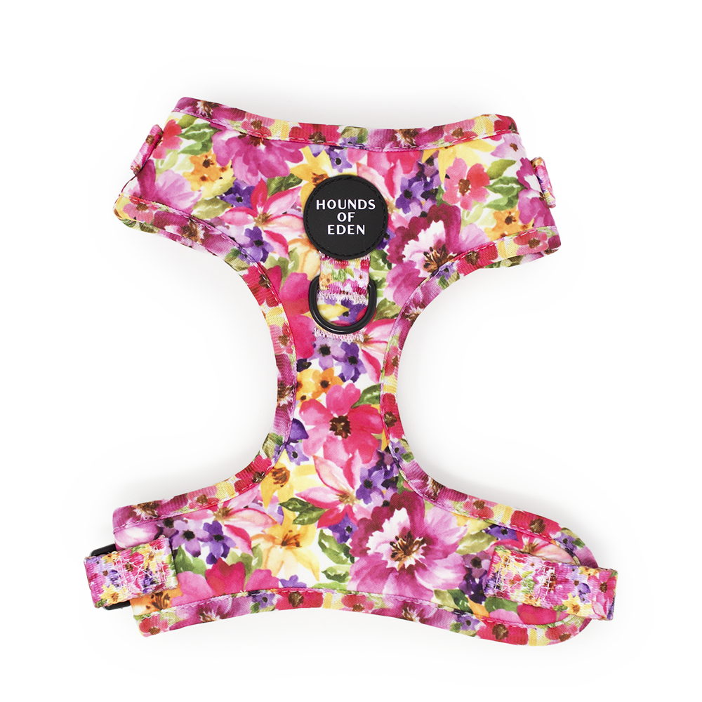 Florentina Dog Harness, Collar & Lead