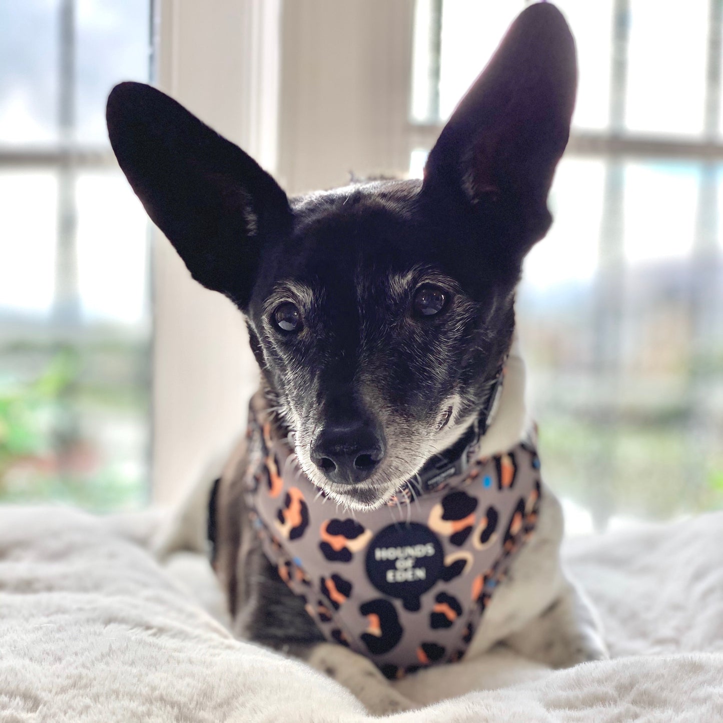 Steel Leopard Khaki/Grey Dog Harness, Collar & Lead