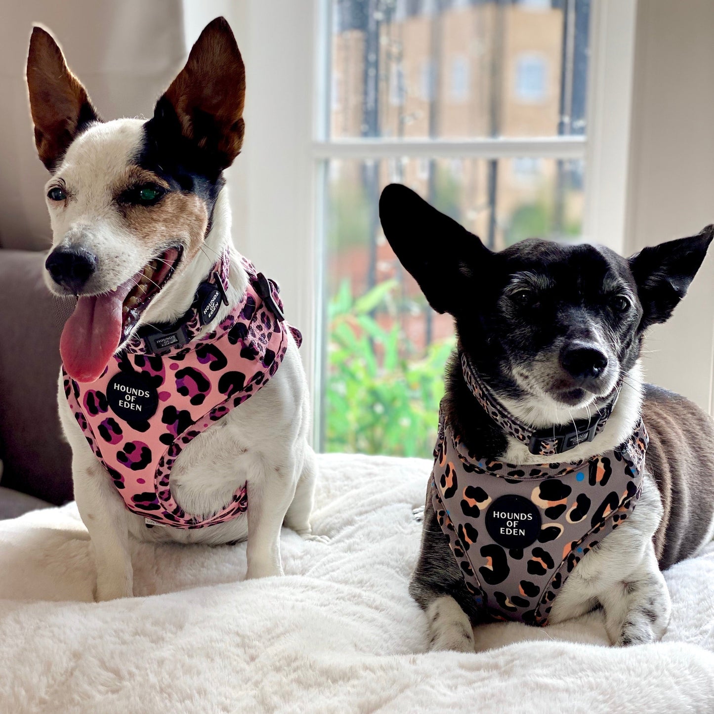Steel Leopard Khaki/Grey Dog Harness, Collar & Lead