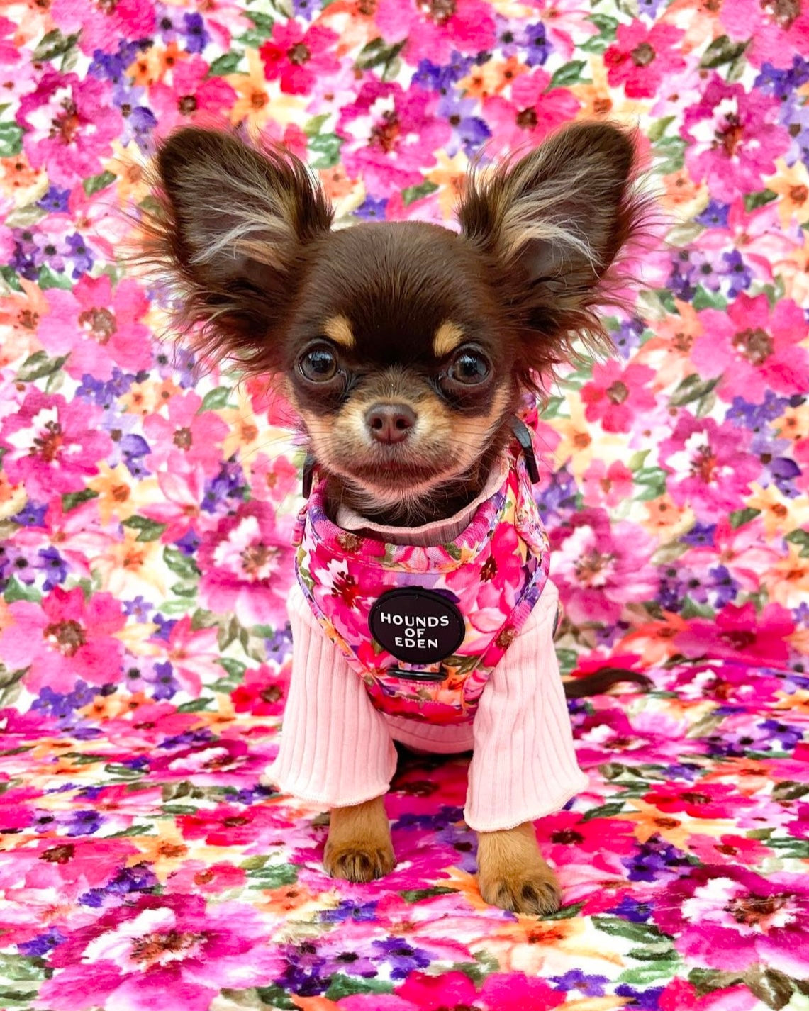Florentina Dog Harness, Collar & Lead