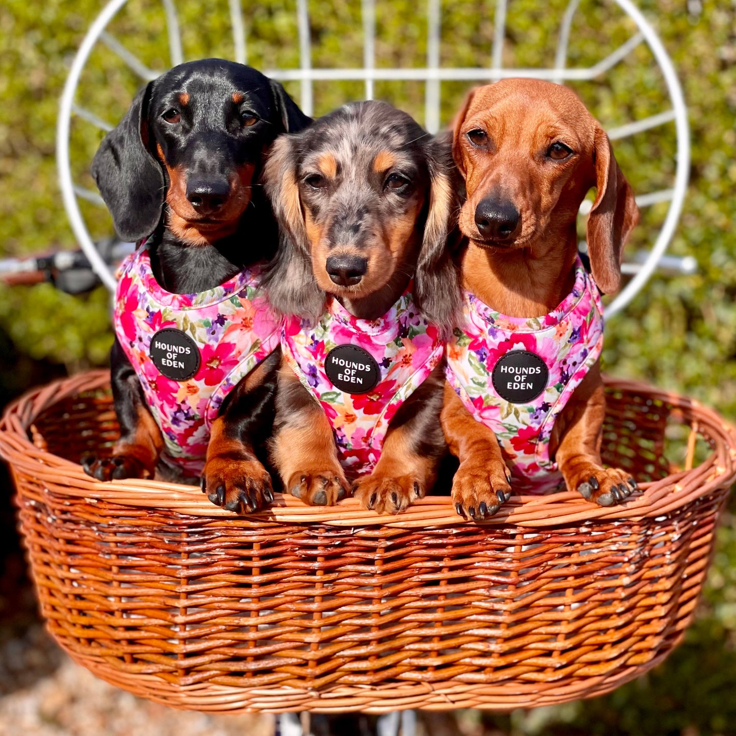 Florentina Dog Harness, Collar & Lead