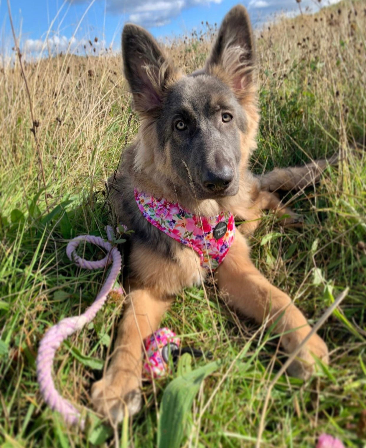 Florentina Dog Harness, Collar & Lead