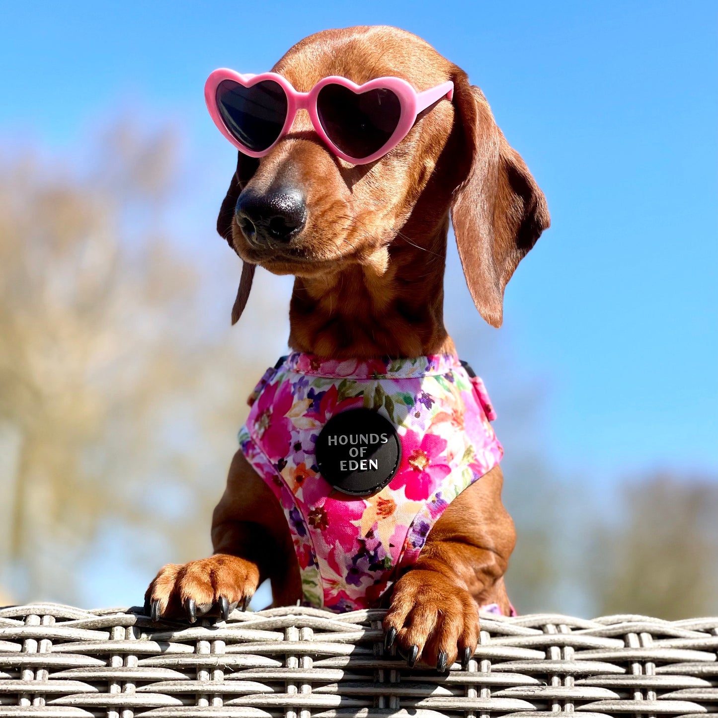 Florentina Dog Harness, Collar & Lead