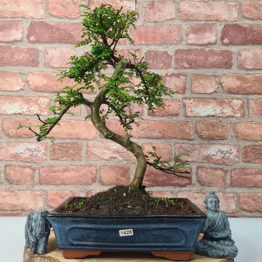 Clearance: Chinese Pepper (Zanthoxylum Pipertum) Bonsai Tree | Shaped | In 25cm Pot