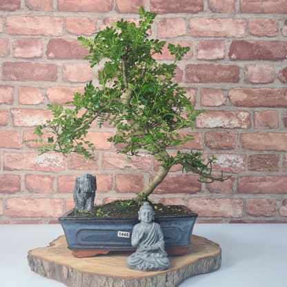 Clearance: Chinese Pepper (Zanthoxylum Pipertum) Bonsai Tree | Shaped | In 25cm Pot