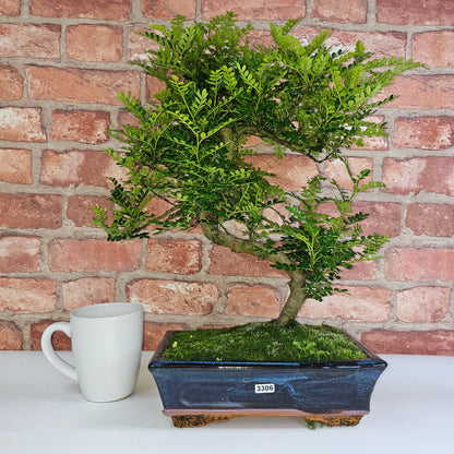 Clearance: Chinese Pepper (Zanthoxylum Pipertum) Bonsai Tree | Shaped | In 25cm Pot