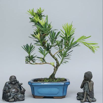 Buddhist Pine (Podocarpus sp.) Bonsai Tree | Shaped | In 15cm Pot – view 2