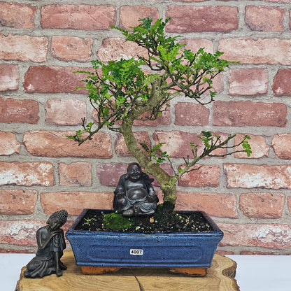 Clearance: Chinese Pepper (Zanthoxylum Pipertum) Bonsai Tree | Shaped | In 25cm Pot