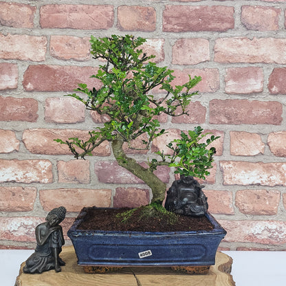 Clearance: Chinese Pepper (Zanthoxylum Pipertum) Bonsai Tree | Shaped | In 25cm Pot