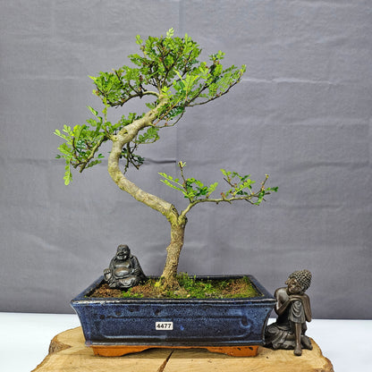 Clearance: Chinese Pepper (Zanthoxylum Pipertum) Bonsai Tree | Shaped | In 25cm Pot
