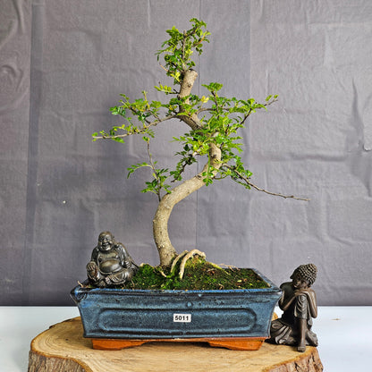 Clearance: Chinese Pepper (Zanthoxylum Pipertum) Bonsai Tree | Shaped | In 25cm Pot