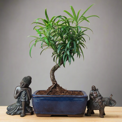 Buddhist Pine (Podocarpus sp.) Bonsai Tree | Shaped | In 15cm Pot – view 4