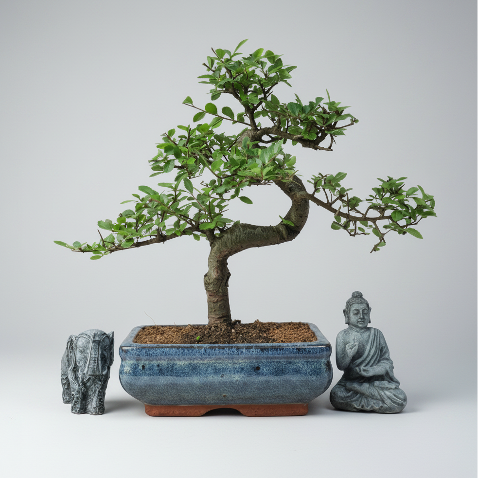 Chinese Elm (Ulmus parvifolia) Bonsai Tree | Shaped | In 20cm Pot – view 6