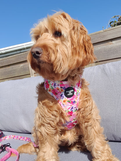 Florentina Dog Harness, Collar & Lead