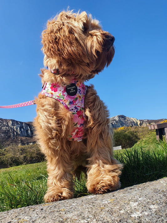 Florentina Dog Harness, Collar & Lead