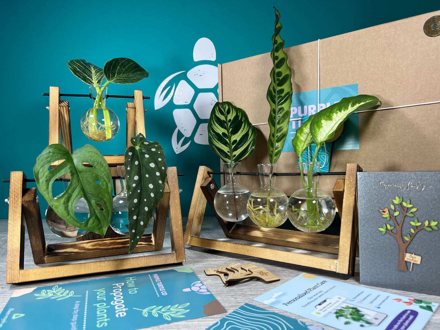 Plant Propagation Gift Set #2