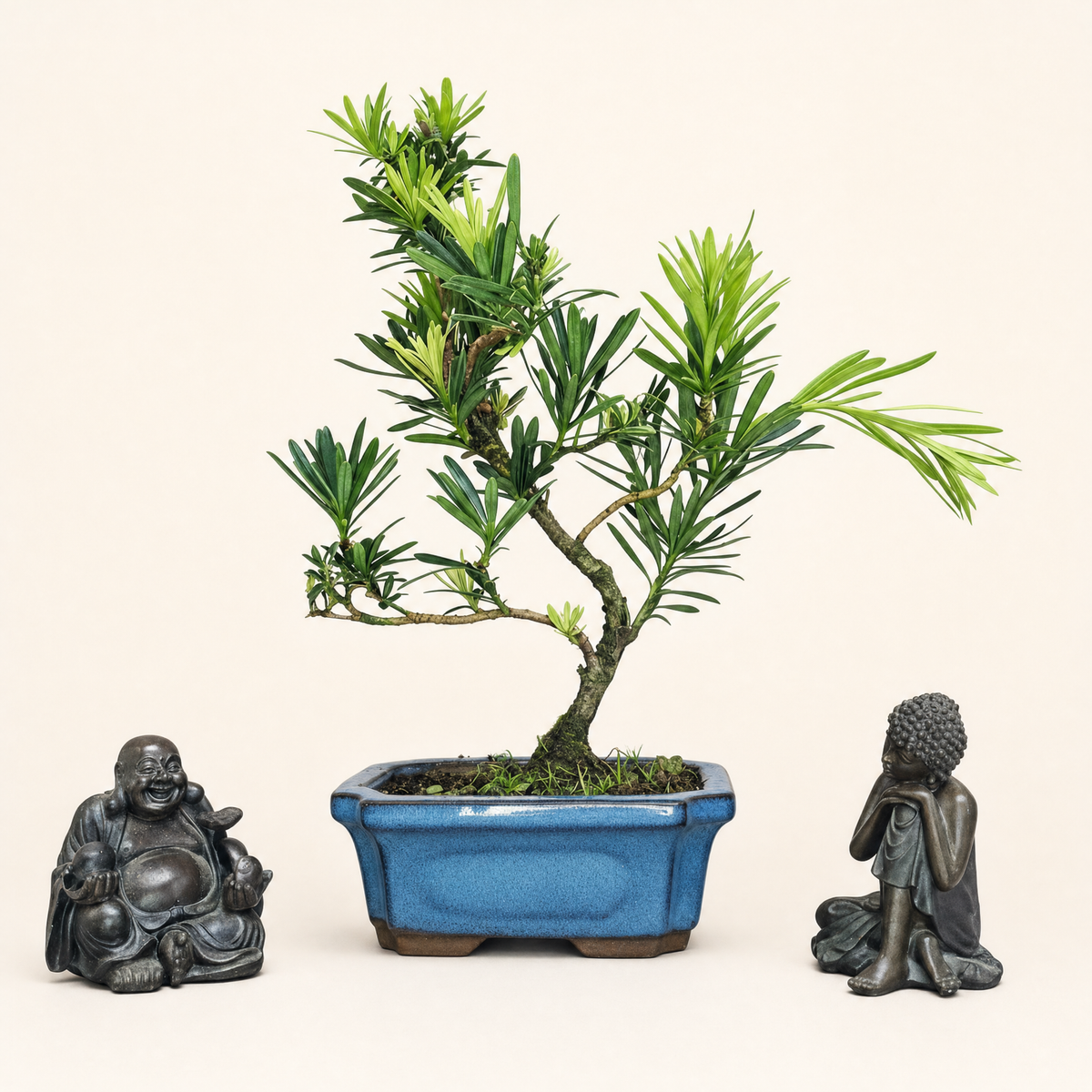 Buddhist Pine (Podocarpus sp.) Bonsai Tree | Shaped | In 15cm Pot