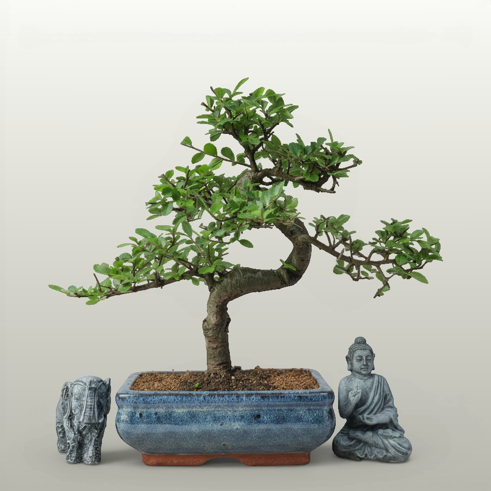 Chinese Elm (Ulmus parvifolia) Bonsai Tree | Shaped | In 20cm Pot – view 2