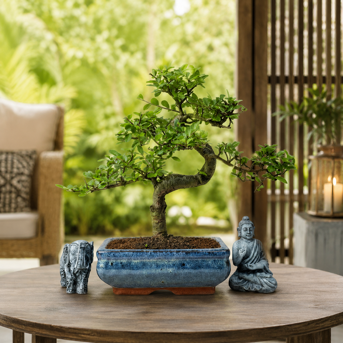 Chinese Elm (Ulmus parvifolia) Bonsai Tree | Shaped | In 20cm Pot – view 3
