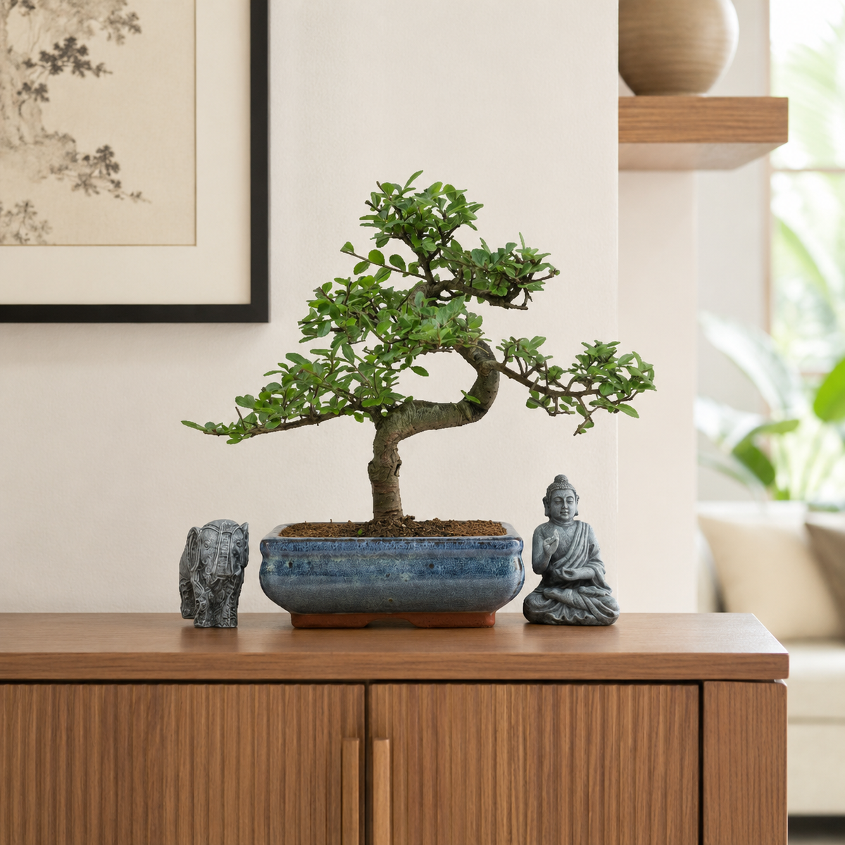 Chinese Elm (Ulmus parvifolia) Bonsai Tree | Shaped | In 20cm Pot – view 5