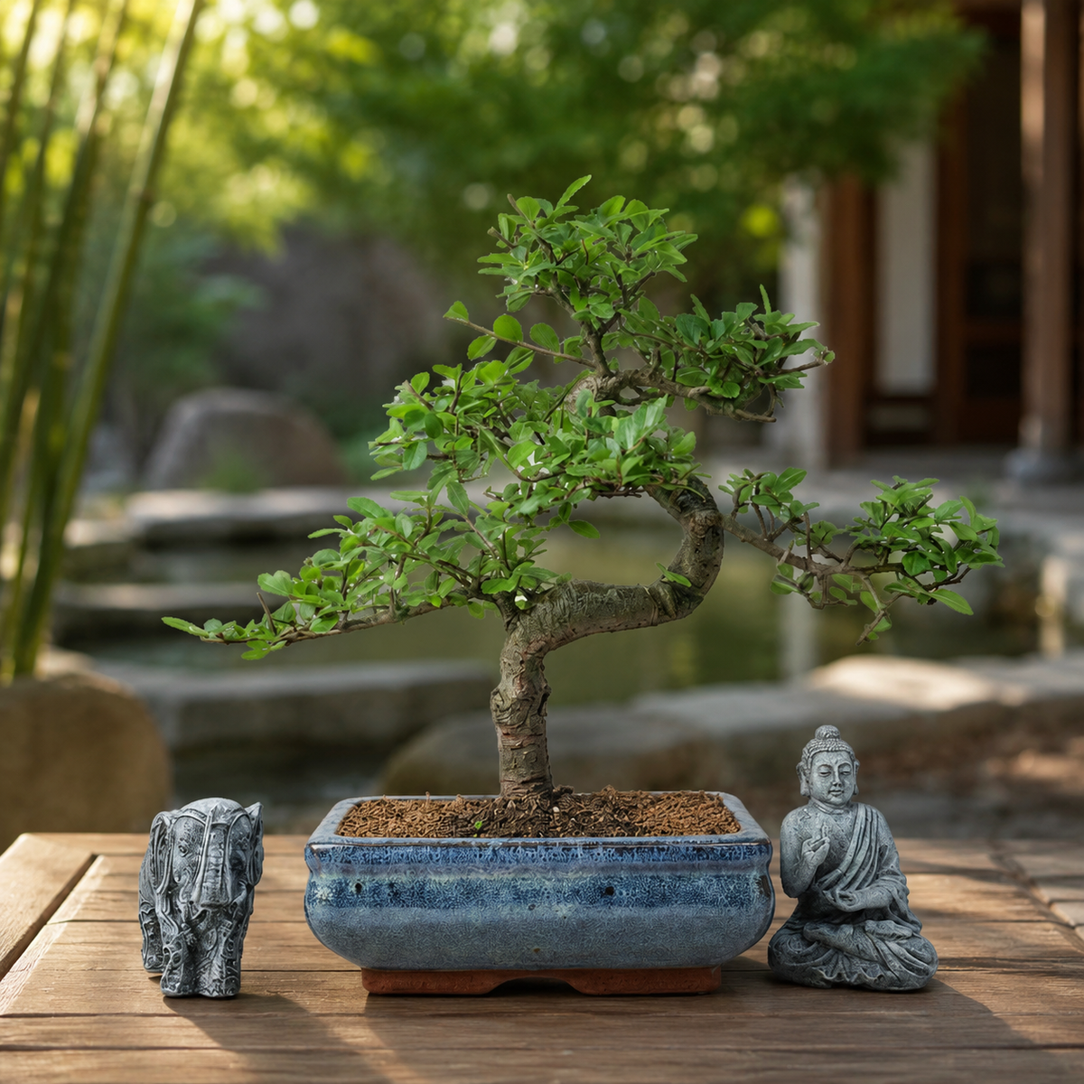 Chinese Elm (Ulmus parvifolia) Bonsai Tree | Shaped | In 20cm Pot – view 4