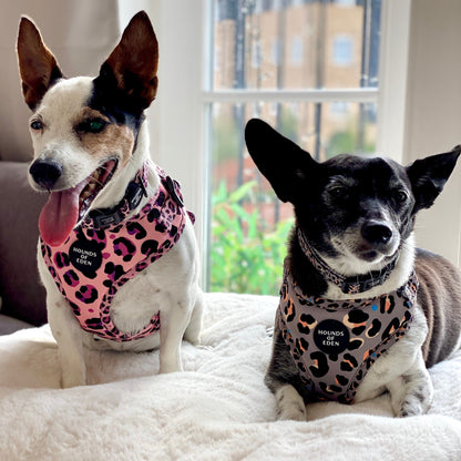 Steel Leopard Khaki/Grey Dog Harness, Collar & Lead