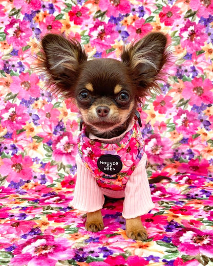 Florentina Dog Harness, Collar & Lead