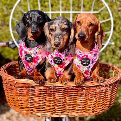Florentina Dog Harness, Collar & Lead
