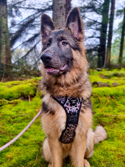 Supaw Strong™ Steel Leopard Khaki/Grey Dog Harness, Collar & Lead
