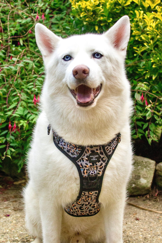 Supaw Strong™ Steel Leopard Khaki/Grey Dog Harness, Collar & Lead