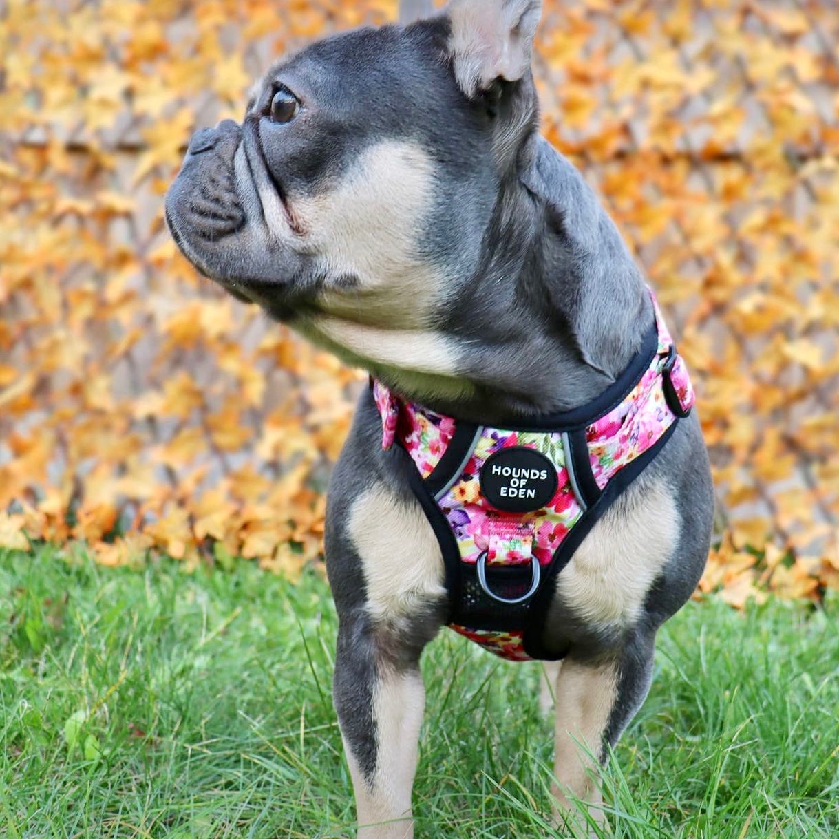 Supaw Strong™ Steel Leopard Khaki/Grey Dog Harness, Collar & Lead