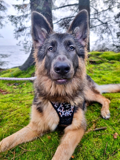 Supaw Strong™ Steel Leopard Khaki/Grey Dog Harness, Collar & Lead